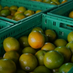 Em Paranavaí, no noroeste do estado, o país norte americano é o principal destino de produtos, como o sumo da fruta.