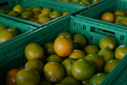 Em Paranavaí, no noroeste do estado, o país norte americano é o principal destino de produtos, como o sumo da fruta.