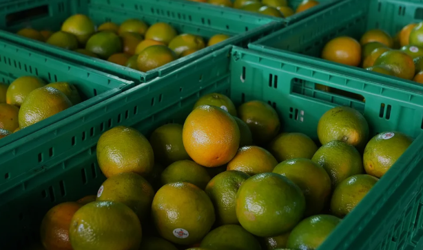 Em Paranavaí, no noroeste do estado, o país norte americano é o principal destino de produtos, como o sumo da fruta.