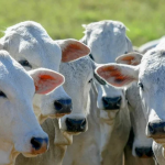O avanço é resultado de um trabalho para estreitar as relações entre os países e da eficiência da defesa agropecuária brasileira.