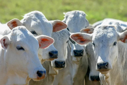 O avanço é resultado de um trabalho para estreitar as relações entre os países e da eficiência da defesa agropecuária brasileira.