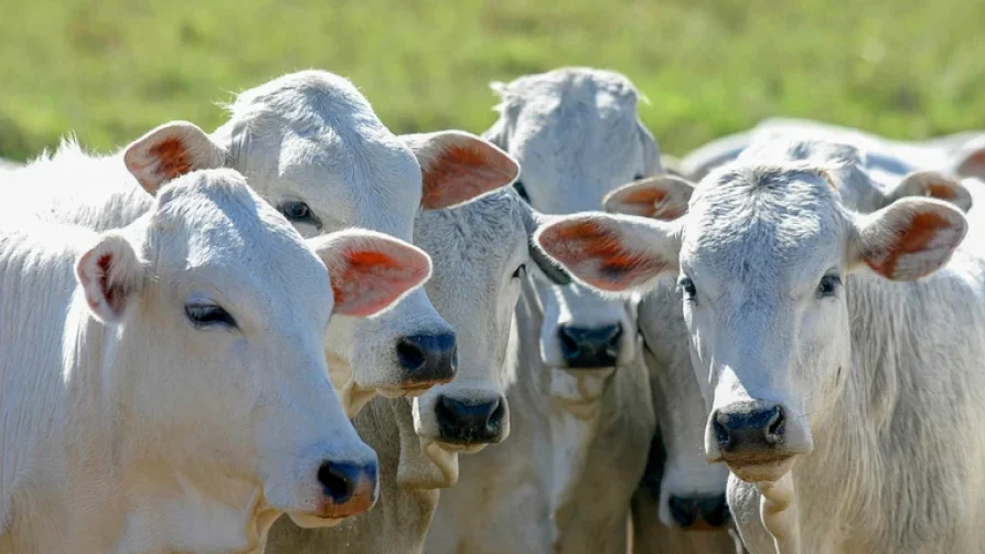 O avanço é resultado de um trabalho para estreitar as relações entre os países e da eficiência da defesa agropecuária brasileira.