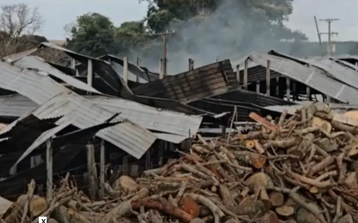 O local abrigava cerca de 68 mil aves, e aproximadamente 21 mil pintinhos morreram.