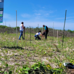 “Projeto Arboreto-Escola: Restinga” envolve a construção de um arboreto no colégio estadual Paulo Freire, em Pontal do Paraná, para promover, ao mesmo tempo, a conscientização ambiental dos estudantes e possibilitar o estudo de técnicas de restauração da restinga.