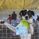 A ação será das 10h às 16h e entre os cães aptos à adoção estarão animais resgatados pelo Centro de Referência de Animais em Risco (Crar) e de protetores independentes da cidade.