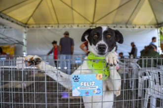 A ação será das 10h às 16h e entre os cães aptos à adoção estarão animais resgatados pelo Centro de Referência de Animais em Risco (Crar) e de protetores independentes da cidade.