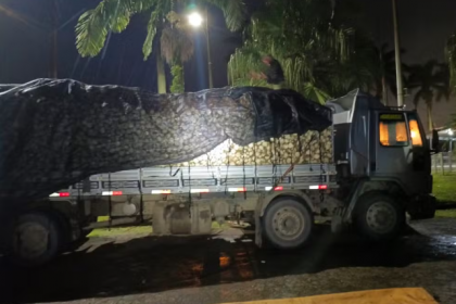 A palmeira juçara é uma espécie nativa e símbolo da Mata Atlântica. Por conta da exploração ilegal para a produção de palmito, está ameaçada de extinção. O corte da planta é proibido por lei.