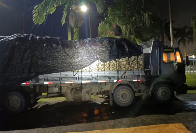 A palmeira juçara é uma espécie nativa e símbolo da Mata Atlântica. Por conta da exploração ilegal para a produção de palmito, está ameaçada de extinção. O corte da planta é proibido por lei.