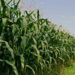 Deral indica colheita do milho em 16% no Paraná e destaca perdas por geadas Publicado em 01/07/2025 15:00 e atualizado em 01/07/2025 18:30 Logotipo Notícias Agrícolas O Departamento de Economia Rural (Deral) da Secretaria de Agricultura e do Abastecimento do Paraná divulgou seu relatório semanal trazendo as condições de tempo e cultivo para as principais culturas do estado. Para a segunda safra de milho, 16% das lavouras já foram colhidas e o restante das áreas se dividem entre 74% em maturação e 26% em frutificação. Na semana passada, as áreas colhidas eram 12%. Os técnicos do Deral classificaram ainda 68% dessas áreas como em boas condições, 18% como médias e 14% como ruins. O relatório do Departamento indica que “o milho deve registrar perdas com as geadas, potencializadas pelo ciclo alongado pelo frio e pela umidade, especialmente onde houve atraso no plantio.