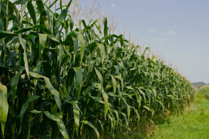Deral indica colheita do milho em 16% no Paraná e destaca perdas por geadas Publicado em 01/07/2025 15:00 e atualizado em 01/07/2025 18:30 Logotipo Notícias Agrícolas O Departamento de Economia Rural (Deral) da Secretaria de Agricultura e do Abastecimento do Paraná divulgou seu relatório semanal trazendo as condições de tempo e cultivo para as principais culturas do estado. Para a segunda safra de milho, 16% das lavouras já foram colhidas e o restante das áreas se dividem entre 74% em maturação e 26% em frutificação. Na semana passada, as áreas colhidas eram 12%. Os técnicos do Deral classificaram ainda 68% dessas áreas como em boas condições, 18% como médias e 14% como ruins. O relatório do Departamento indica que “o milho deve registrar perdas com as geadas, potencializadas pelo ciclo alongado pelo frio e pela umidade, especialmente onde houve atraso no plantio.