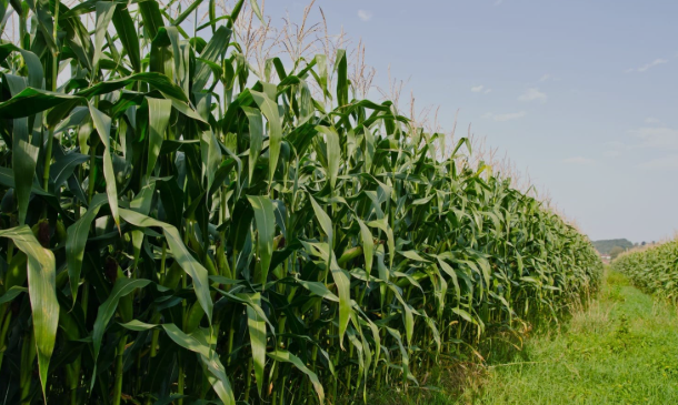 Deral indica colheita do milho em 16% no Paraná e destaca perdas por geadas Publicado em 01/07/2025 15:00 e atualizado em 01/07/2025 18:30 Logotipo Notícias Agrícolas O Departamento de Economia Rural (Deral) da Secretaria de Agricultura e do Abastecimento do Paraná divulgou seu relatório semanal trazendo as condições de tempo e cultivo para as principais culturas do estado. Para a segunda safra de milho, 16% das lavouras já foram colhidas e o restante das áreas se dividem entre 74% em maturação e 26% em frutificação. Na semana passada, as áreas colhidas eram 12%. Os técnicos do Deral classificaram ainda 68% dessas áreas como em boas condições, 18% como médias e 14% como ruins. O relatório do Departamento indica que “o milho deve registrar perdas com as geadas, potencializadas pelo ciclo alongado pelo frio e pela umidade, especialmente onde houve atraso no plantio.