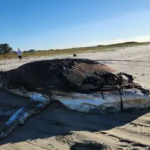 Amostras biológicas foram coletadas e serão analisadas para investigar possíveis causas da morte e o estado do ambiente marinho.