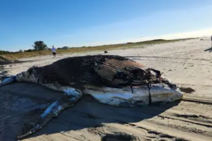 Amostras biológicas foram coletadas e serão analisadas para investigar possíveis causas da morte e o estado do ambiente marinho.
