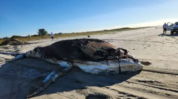 Amostras biológicas foram coletadas e serão analisadas para investigar possíveis causas da morte e o estado do ambiente marinho.