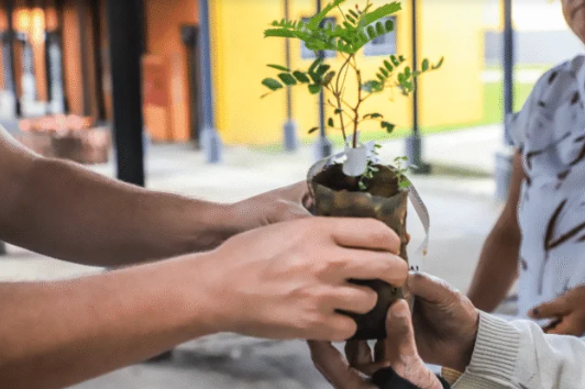As mudas serão entregues em diversas Ruas da Cidadania, começando pelo Boqueirão