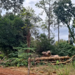 De acordo com o material, a área de supressão vegetal do bioma diminuiu de 1.230 hectares em 2023 para 432 hectares em 2024.
