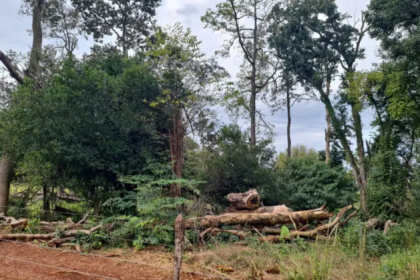 De acordo com o material, a área de supressão vegetal do bioma diminuiu de 1.230 hectares em 2023 para 432 hectares em 2024.
