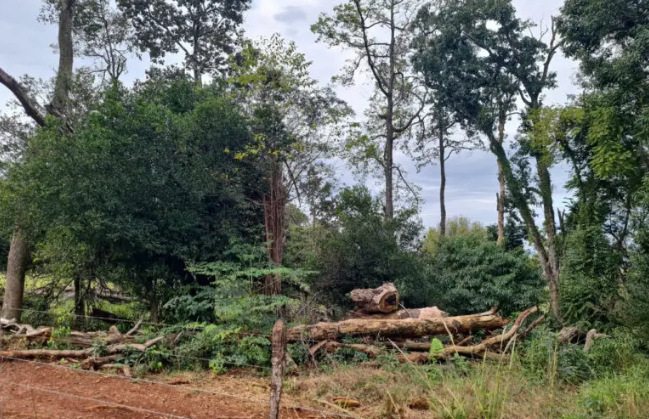De acordo com o material, a área de supressão vegetal do bioma diminuiu de 1.230 hectares em 2023 para 432 hectares em 2024.