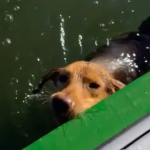 O pescador achou que fosse um peixe se aproximando da embarcação. Mas, ao se aproximar, percebeu que era uma cachorrinha exausta, lutando para se manter à tona.