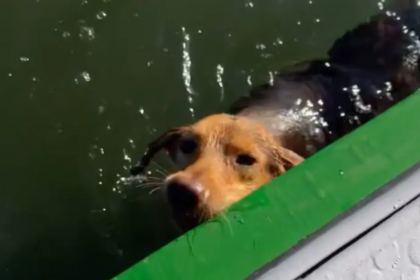 O pescador achou que fosse um peixe se aproximando da embarcação. Mas, ao se aproximar, percebeu que era uma cachorrinha exausta, lutando para se manter à tona.