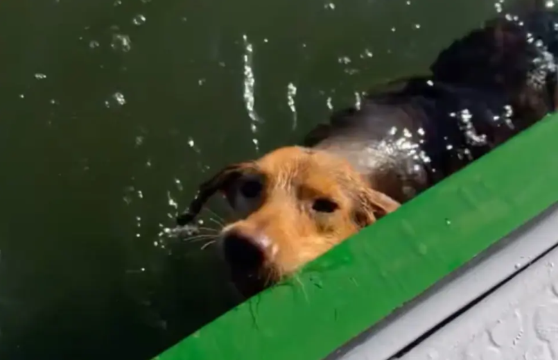 O pescador achou que fosse um peixe se aproximando da embarcação. Mas, ao se aproximar, percebeu que era uma cachorrinha exausta, lutando para se manter à tona.