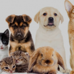E um desafio maior ainda para os veterinários que trabalham de forma autônoma, indo de clínica em clínica ou atendendo de forma 100% domiciliar.