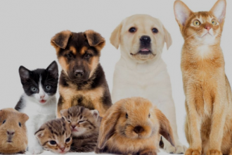 E um desafio maior ainda para os veterinários que trabalham de forma autônoma, indo de clínica em clínica ou atendendo de forma 100% domiciliar.