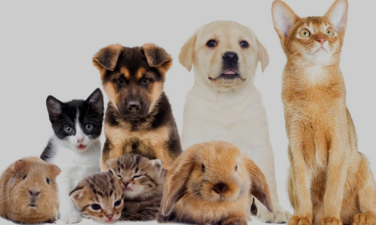 E um desafio maior ainda para os veterinários que trabalham de forma autônoma, indo de clínica em clínica ou atendendo de forma 100% domiciliar.
