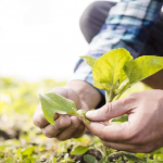O secretário de Agricultura de Paranavaí ressalta que, independentemente do porte, todos os produtores rurais são eficientes e comprometidos com a produção.