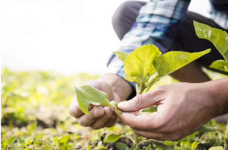 O secretário de Agricultura de Paranavaí ressalta que, independentemente do porte, todos os produtores rurais são eficientes e comprometidos com a produção.