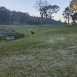 O dia começou com temperaturas negativas e geadas em diversas regiões do estado, especialmente no Sul e nos Campos Gerais.