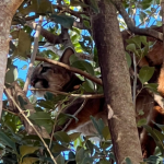 A ação de apoio à fauna foi realizada por técnicos do Instituto Água e Terra (IAT) em Formosa do Oeste, no Oeste do Paraná.