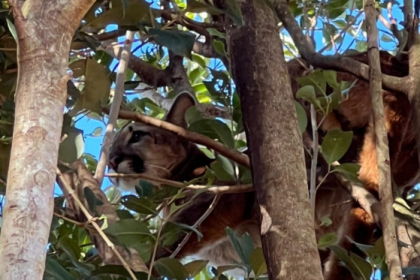 A ação de apoio à fauna foi realizada por técnicos do Instituto Água e Terra (IAT) em Formosa do Oeste, no Oeste do Paraná.