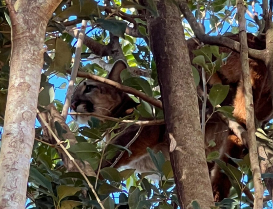 A ação de apoio à fauna foi realizada por técnicos do Instituto Água e Terra (IAT) em Formosa do Oeste, no Oeste do Paraná.