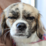 A iniciativa visa o controle populacional de animais, priorizando cães e gatos de tutores em situação de vulnerabilidade social e animais resgatados das ruas.