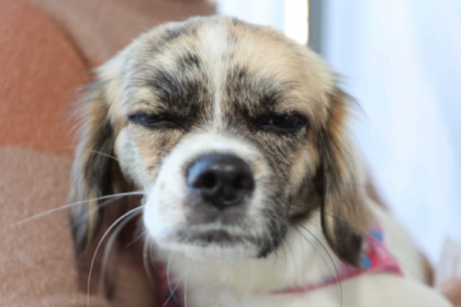 A iniciativa visa o controle populacional de animais, priorizando cães e gatos de tutores em situação de vulnerabilidade social e animais resgatados das ruas.