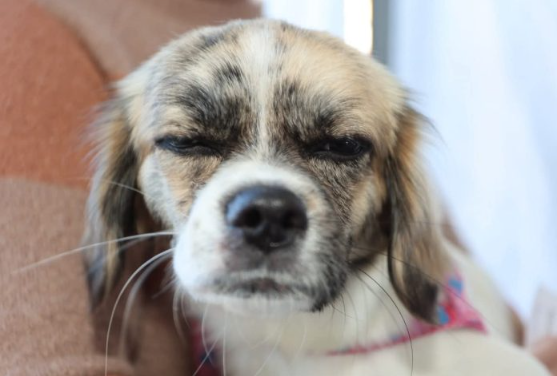 A iniciativa visa o controle populacional de animais, priorizando cães e gatos de tutores em situação de vulnerabilidade social e animais resgatados das ruas.
