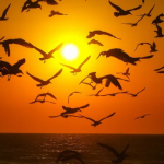 A nebulosidade persiste até domingo, quando o sol volta a aparecer primeiro na Região Metropolitana e depois nas praias.