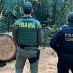 Os mandados incluíram prisões, buscas e apreensões contra envolvidos em atividades ilegais de exploração e comércio de madeira nativa, principalmente de araucária.