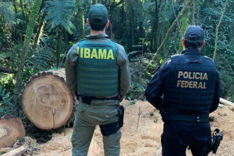Os mandados incluíram prisões, buscas e apreensões contra envolvidos em atividades ilegais de exploração e comércio de madeira nativa, principalmente de araucária.