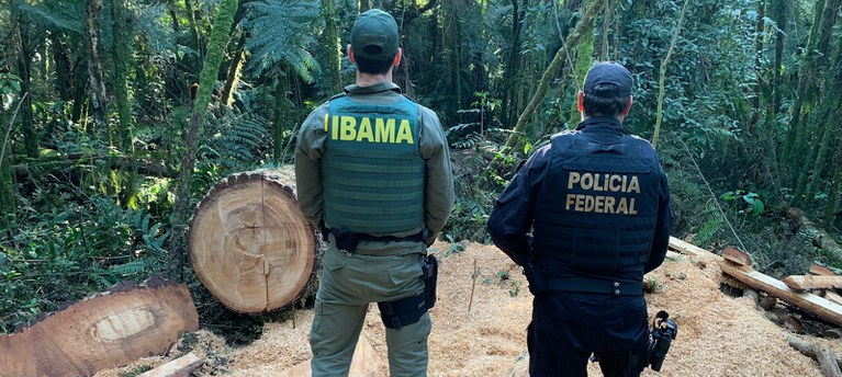 Os mandados incluíram prisões, buscas e apreensões contra envolvidos em atividades ilegais de exploração e comércio de madeira nativa, principalmente de araucária.