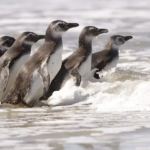 Eles estavam prontos para voltar para o oceano após um longo período de recuperação com a equipe do laboratório.