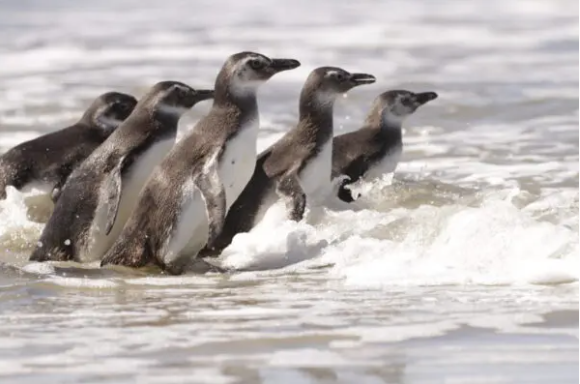 Eles estavam prontos para voltar para o oceano após um longo período de recuperação com a equipe do laboratório.