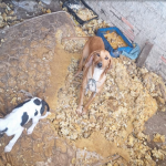 Os agentes constataram que os animais estavam em um ambiente inadequado.