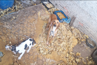 Os agentes constataram que os animais estavam em um ambiente inadequado.