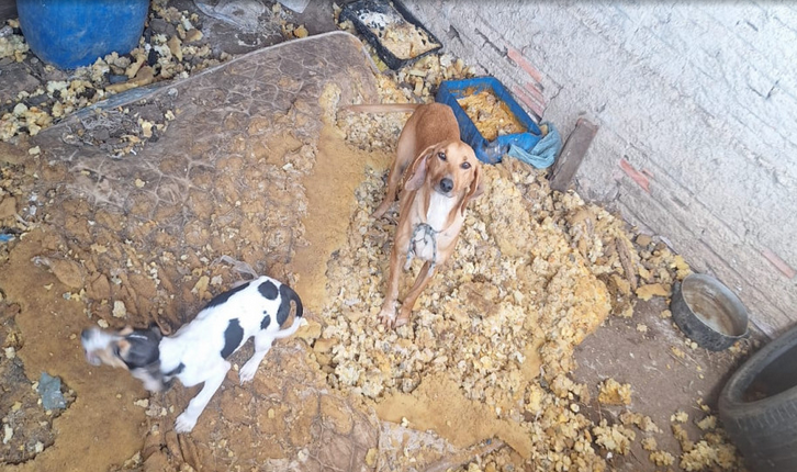Os agentes constataram que os animais estavam em um ambiente inadequado.