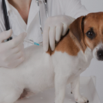 A iniciativa visa o controle populacional de animais, priorizando cães e gatos de tutores em situação de vulnerabilidade social e animais resgatados das ruas.