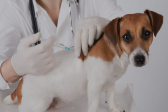 A iniciativa visa o controle populacional de animais, priorizando cães e gatos de tutores em situação de vulnerabilidade social e animais resgatados das ruas.