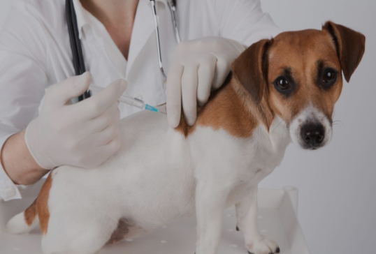 A iniciativa visa o controle populacional de animais, priorizando cães e gatos de tutores em situação de vulnerabilidade social e animais resgatados das ruas.