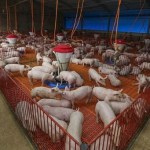 Os preços médios da carne de frango registraram queda pelo terceiro mês consecutivo em julho.